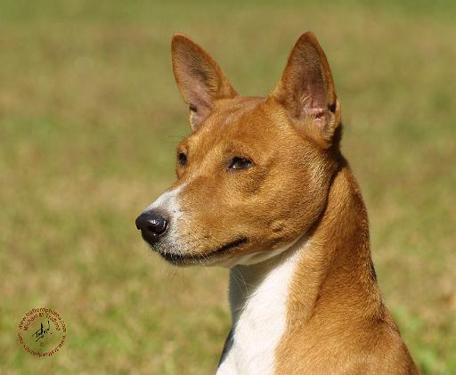 Basenji 9L034D-16.JPG